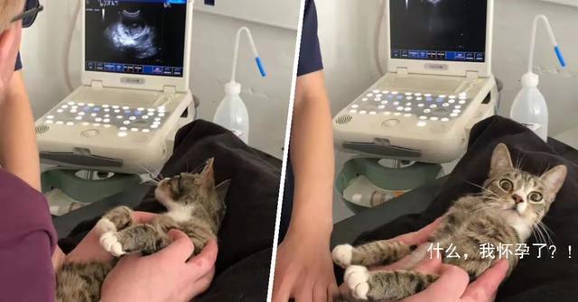 猫咪怀孕到下崽需要多久，猫咪生孩子也有最佳年龄