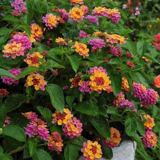 什么花好看又好养，开花好看又好养的花卉（种一盆好看又好养）