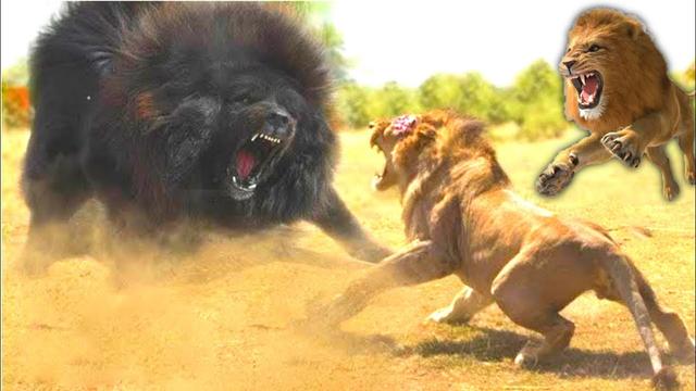 鬼獒对战藏獒，鬣狗与藏獒打一架