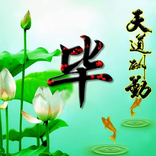 荷花头像图片大全，荷花头像高清图