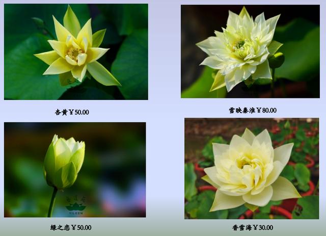 名贵荷花十大品种，最大的荷花品种排行榜