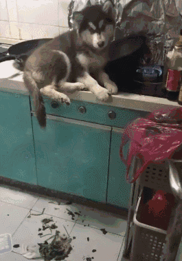 十大新手最好养的狗狗，最适合新手养的狗狗十大排行榜（最适合新手养的6种狗狗）