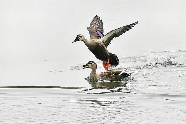 鸭子和鹅的区别，鸭子跟鹅区别在哪里（鸭子和鹅的区别是什么）