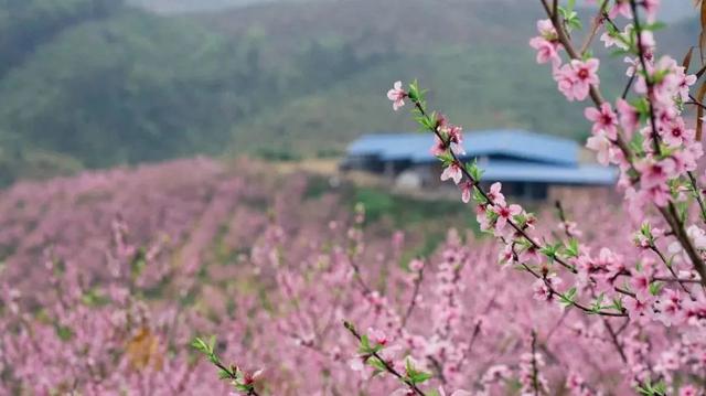 农业观光旅游攻略，休闲农业三月三不远游