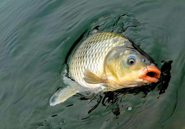 夜钓鲤鱼调漂方法及技巧，时间、饵料、调钓应变到位