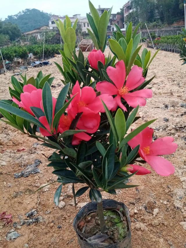 什么花好看又好养，开花好看又好养的花卉（种一盆好看又好养）