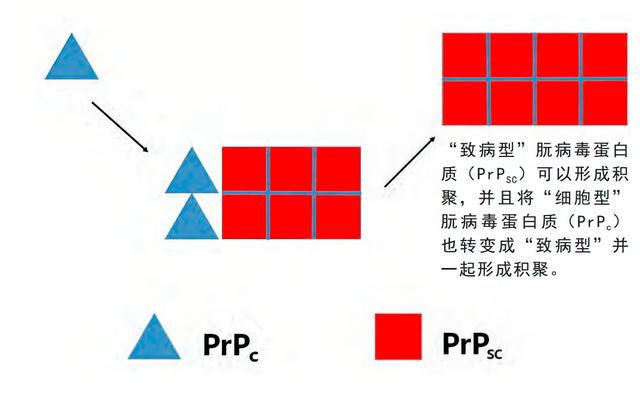 致死率达100烹煮都杀不死的朊病毒，朊病毒到底是什么病毒