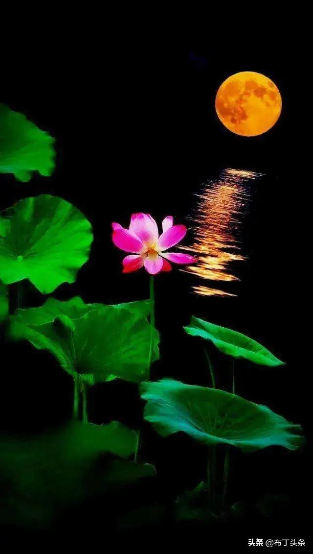 荷花诗词诗句，咏荷花诗词十四首