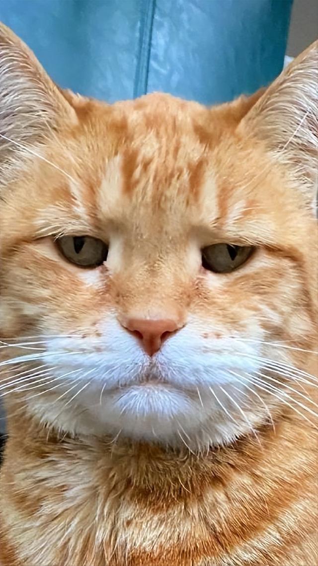 养母猫有什么注意事项，想养母猫劝你慎重