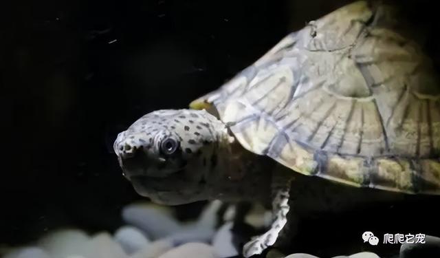 乌龟腐甲烂甲严重怎么治，是不是很想知道你的龟为什么会腐甲