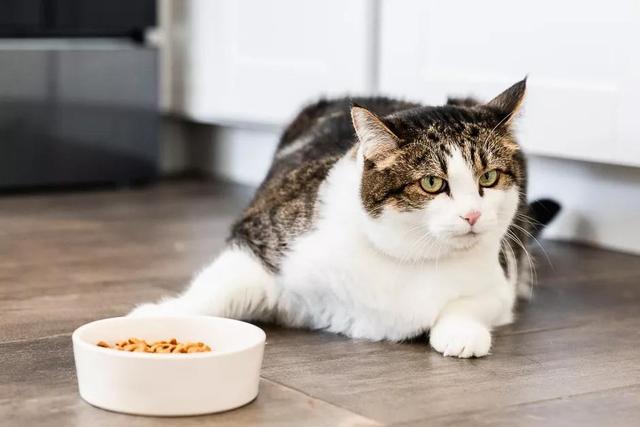 猫为什么不吃东西，猫为什么老是不吃东西是什么原因（猫咪厌食的几个原因你要了解一下）