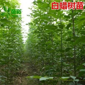白蜡杆是什么树，白蜡树分类（白蜡杆：别看我瘦）