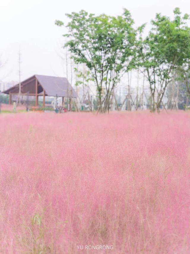 粉黛草向日葵彼岸花海...成都有多少惊喜，粉黛花海花期50天