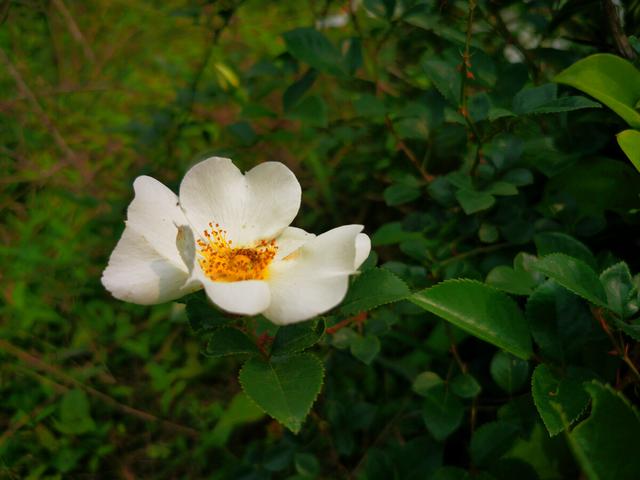 白色山茶花图片，野山茶花是怎样的（每日春花，山茶花）