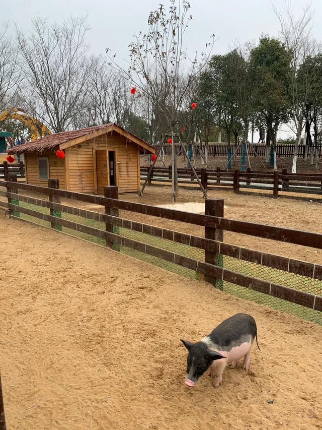 南京冬天哪里好玩，冬季南京遛娃必去景点