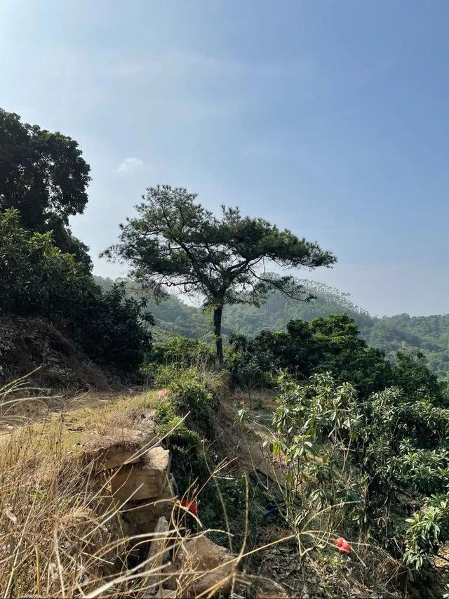 仙岩洞中的摩崖石刻，岳坑仙师洞摩崖石刻初探