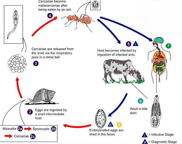 致死率达100烹煮都杀不死的朊病毒，朊病毒到底是什么病毒