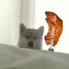 可爱小狗表情包，可爱表情包大全狗子