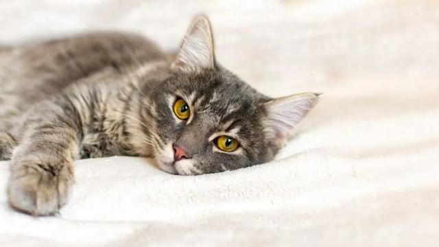 猫咪得胰腺炎是什么病，拉肚子下的危险病症