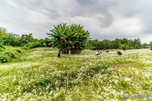 成都哪些湿地公园比较好玩，成都十大湿地公园