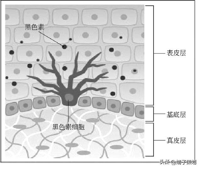 皮肤组织结构图，皮肤组织示意图讲解