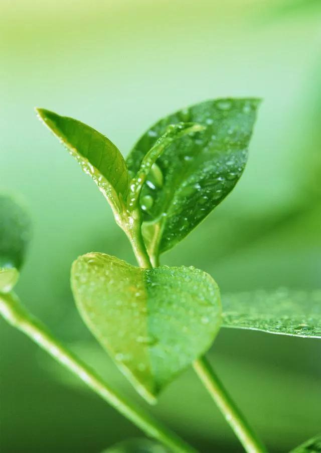 多种创意及超高清手机壁纸绿色，高清绿色系手机壁纸推荐