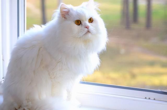 猫咪智商排名前十名是什么猫，智商排名前十的猫咪排行榜