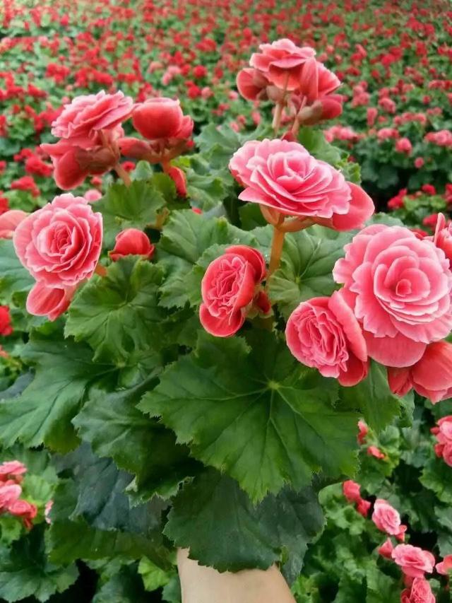 什么花好看又好养，开花好看又好养的花卉（种一盆好看又好养）