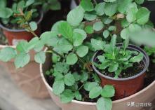 角堇从种子到开花，小花园年年增加的植物--角堇