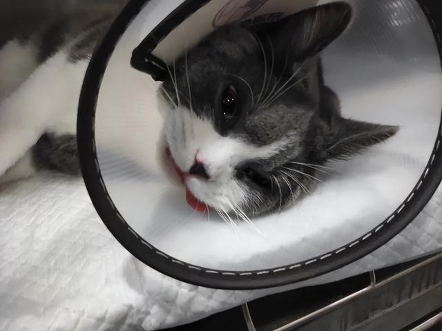 猫肥胖气管(猫咪支气管扩张是什么原因)