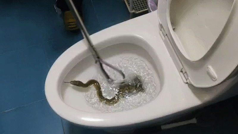 女子入厕大便全程遭拍，常州1女子当街大便