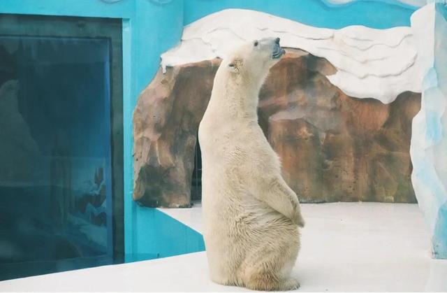 哈尔滨海洋极地馆，哈尔滨极地海洋馆内部（哈尔滨极地公园·极地馆）
