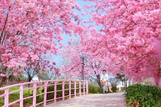 成都看樱花去哪里，樱花开了，成都多地可免费赏花