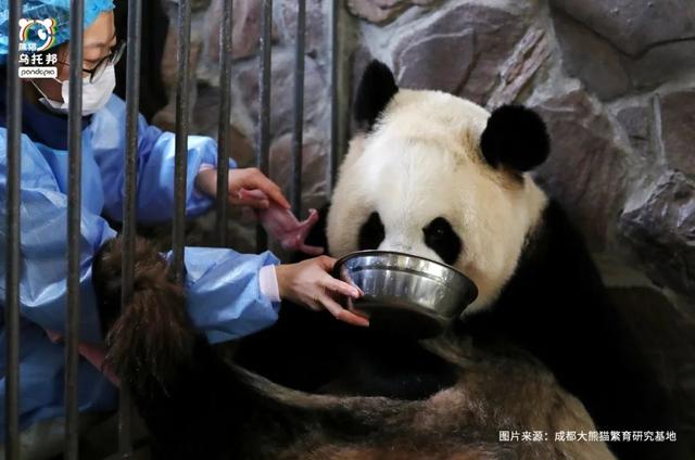 各个年龄段的大熊猫，相隔12年出生的大熊猫