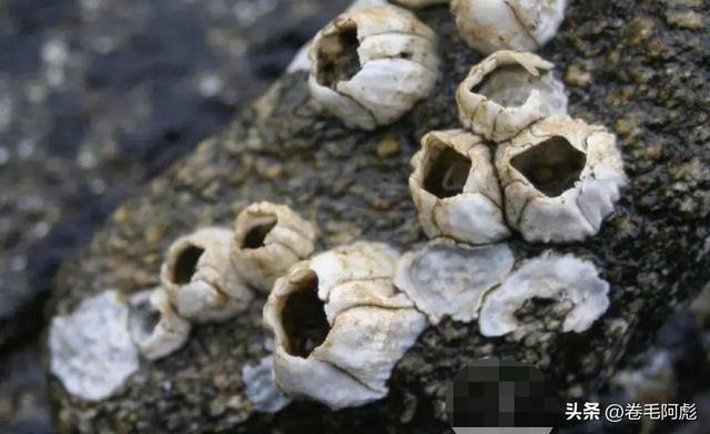 猫咪进化成猫颈鹿，雄性动物有多拼