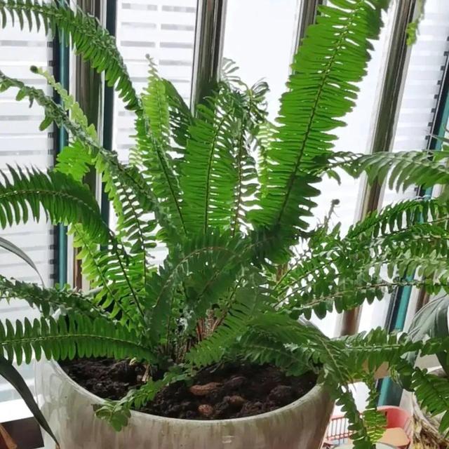 能净化空气的花卉，十种能净化空气吸收甲醛的花卉