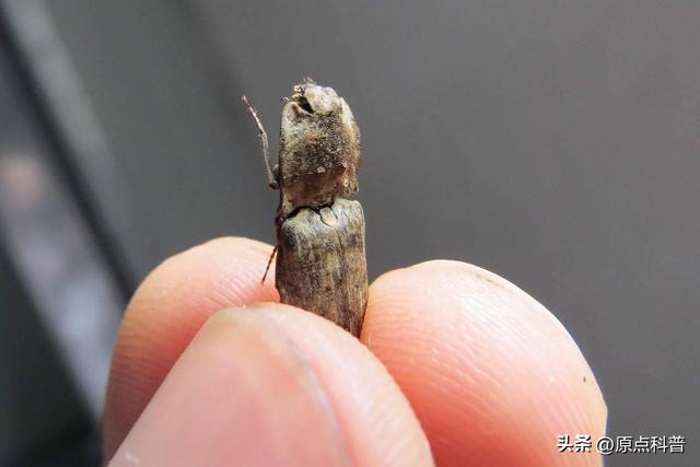 盘点童年玩过的十种昆虫，童年玩过的10种昆虫