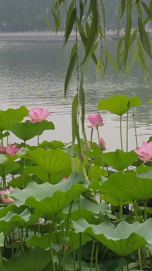 常用对联25对，天下智慧写在这25副对联里