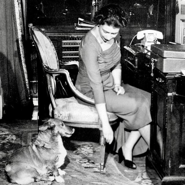 英国女王重新养柯基，英国女王留下的柯基犬有去处了