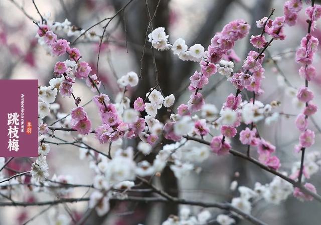 什么梅花品种好，梅花哪个品种比较好看