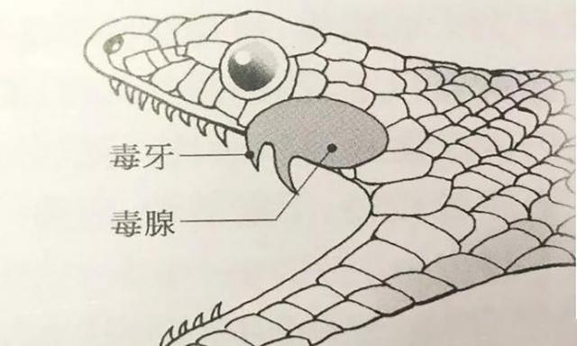 三角头蛇就是毒蛇吗，闹市水果店闯入“不速之客”