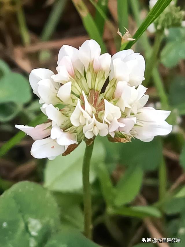 三叶草的叶子是什么形状的，每片叶子都有个胜利的标志