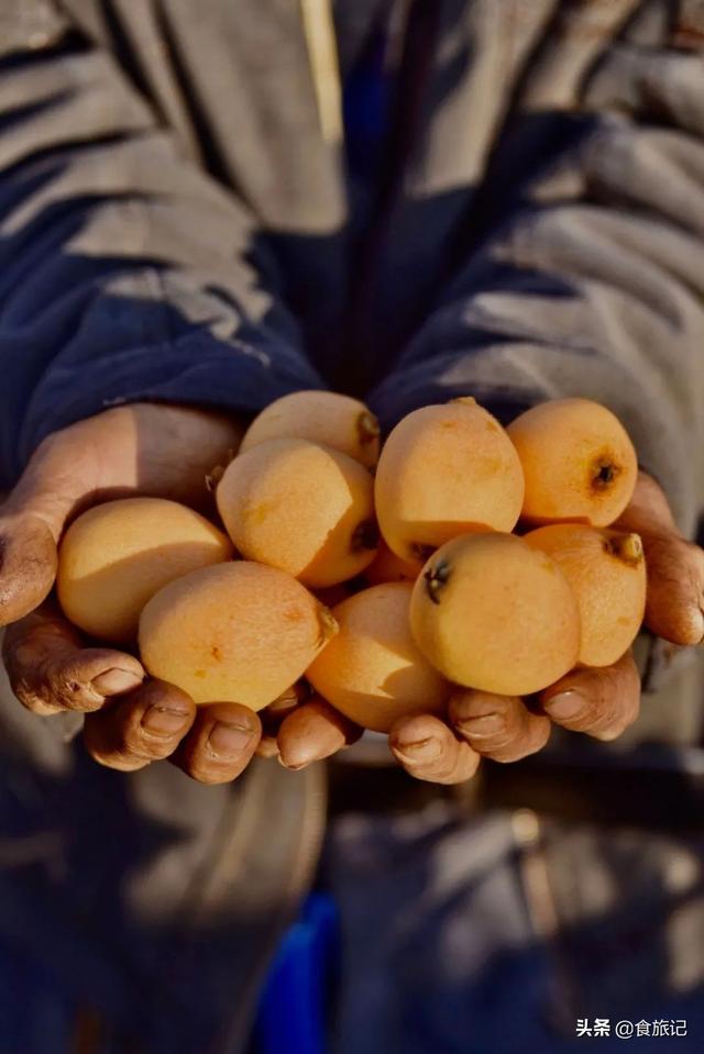 同样是大五星枇杷，四川米易枇杷几月成熟