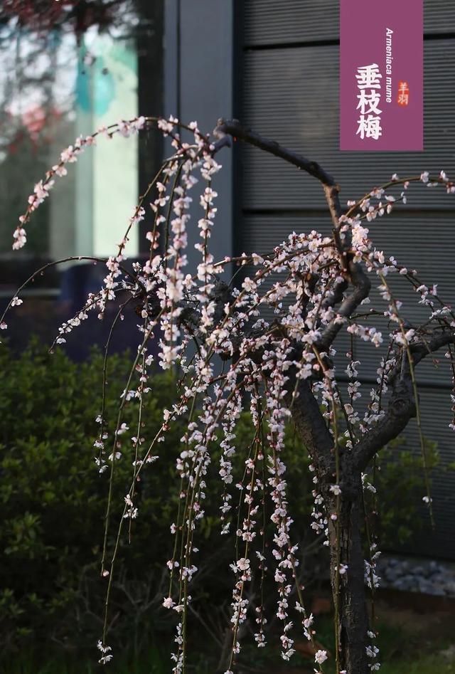 什么梅花品种好，梅花哪个品种比较好看