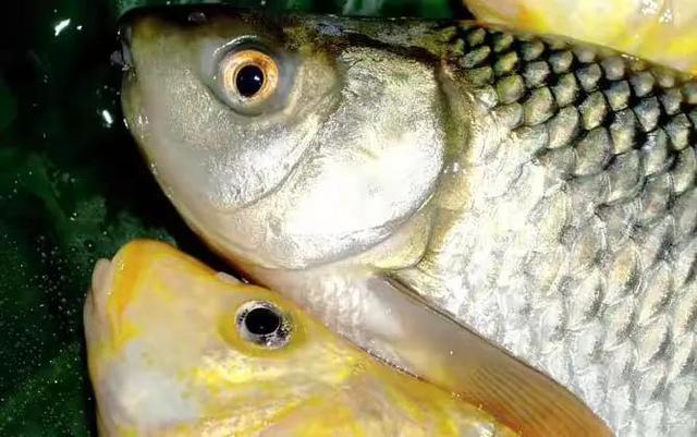 钓鲫鱼绝佳饵料配方，好用的鲫鱼饵料不用买