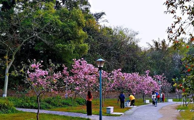 樱花花期说明图，樱花什么时候开花