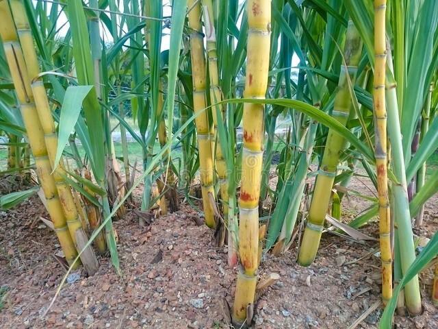 甘蔗介绍及种植方法，甘蔗介绍及种植