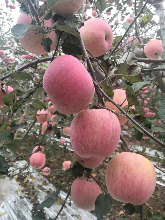 洛川红星苹果，洛川苹果甲天下