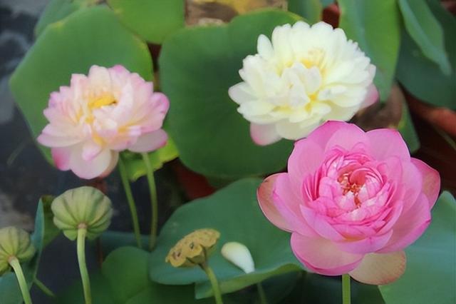 名贵荷花十大品种，最大的荷花品种排行榜