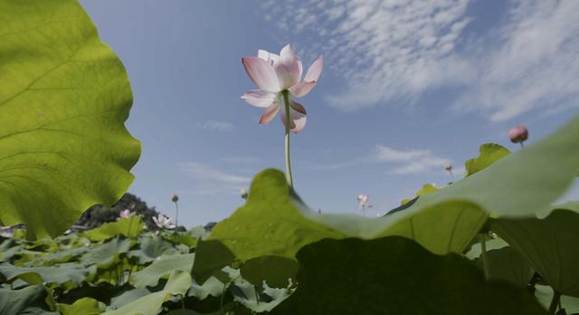 名家禅意水墨荷花，水墨淋漓写荷韵